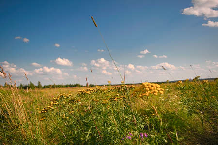 Stacks of straw - bales of hay, rolled into stacks left after harvesting of wheat ears, agricultural farm field with gathered crops rural.の写真素材