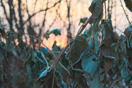 Withered autumn leaves in the rays of the setting sunの写真素材