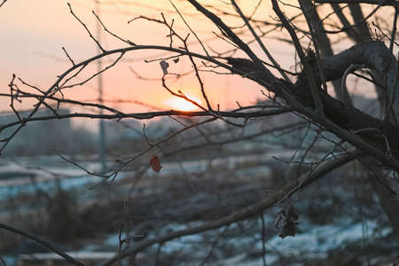 Late autumn sunset blurred background. Naked tree branches against the sunset.の写真素材