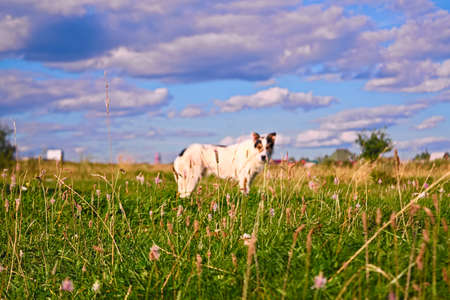 A dog stands on a meadowの写真素材