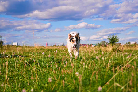 A dog stands on a meadowの写真素材