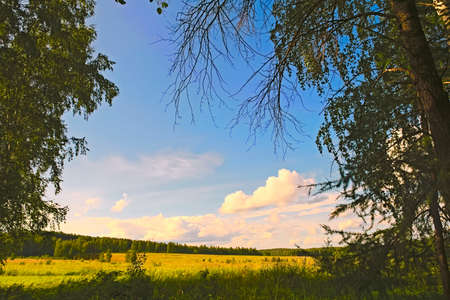 Summer landscape on the edge of a forest on a hot dayの写真素材