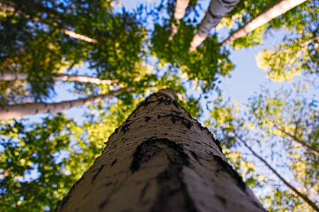 A summer day at the edge of the forestの写真素材