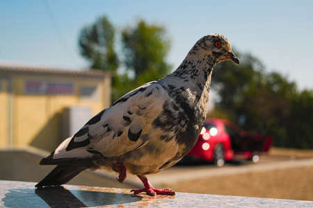 Street pigeon stands on one foot , blurred background