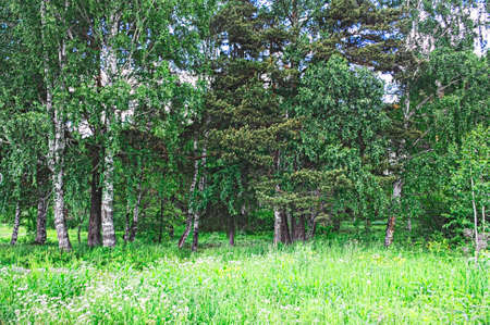 Summer landscape on the banks of river, Russia, Uralの写真素材
