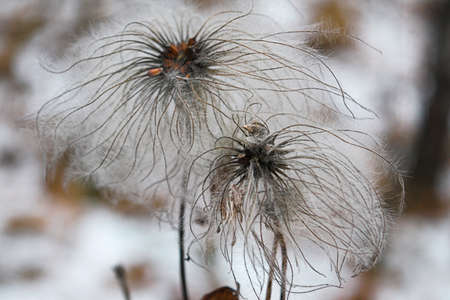 White flower with fluffy seeds close-up in winter