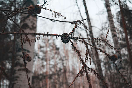 The branches of larch cones and dry. Background. Abstraction.の写真素材