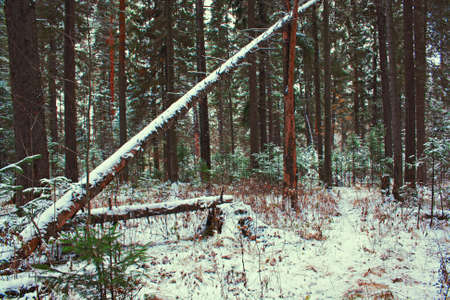 Winter landscape in snow forest in the Uralsの写真素材