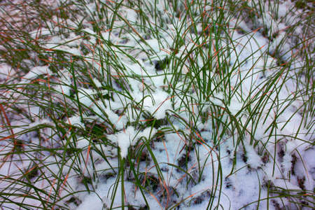 Winter landscape in snow forest in the Uralsの写真素材