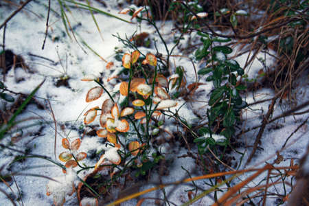 Frozen bright mushrooms, growing on the forest tree, covered by white winter snowの写真素材