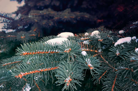 Christmas winter green tree close-up and the snow