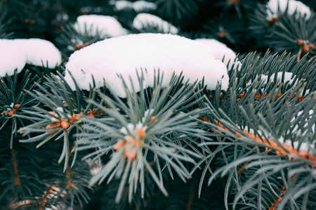Christmas winter green tree close-up and the snow