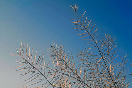 Stems covered with hoarfrost on a background of blue winter sky close-up