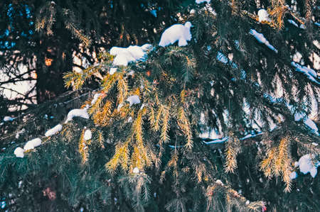 Christmas winter green tree close-up and the snowの写真素材