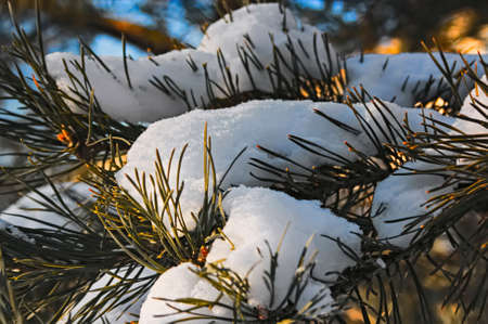 Christmas winter green tree close-up and the snow