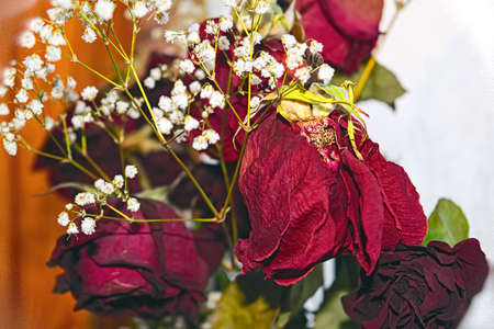 A bouquet of withered red roses on the background of a frozen windowの写真素材