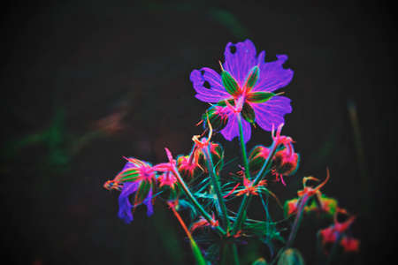 Purple flower of Geranium pratense in field