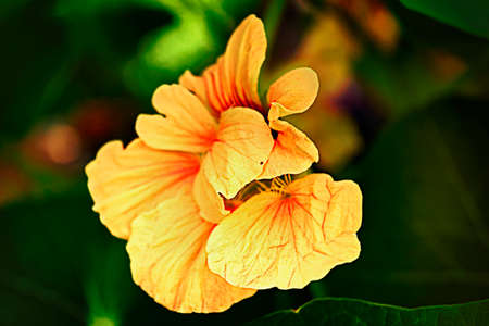 Nasturtium yellow color flowers summer sunlight close-upの写真素材