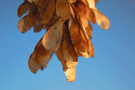 Dry maple seeds, on branches in the spring season. Focus on dry seeds, lit by a bright sun. Young...