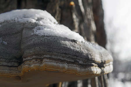 Large tree mushroom tinder in winterの写真素材