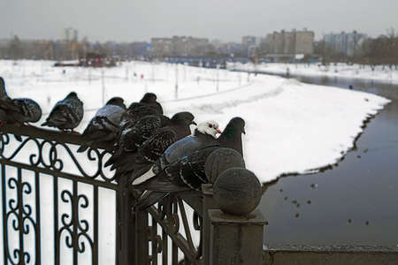 Pigeons on the cast-iron fence of the bridge in winterの写真素材
