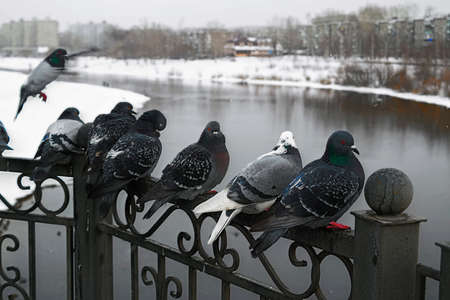 Pigeons on the cast-iron fence of the bridge in winterの写真素材