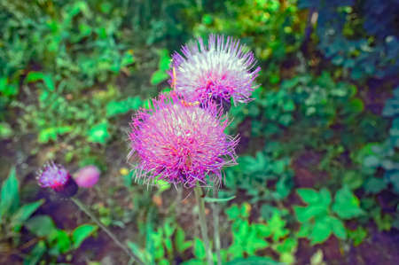 A flower of burdock in summer in a meadowの写真素材