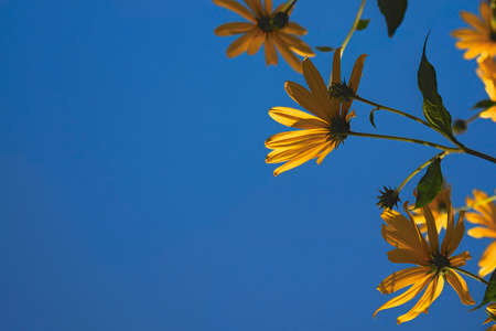 Yellow flowers against the blue sky close-upの写真素材