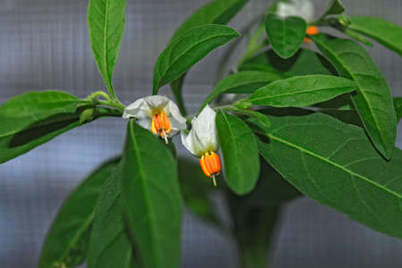 Flowers of decorative solanum on a background of green leaves close-upの写真素材