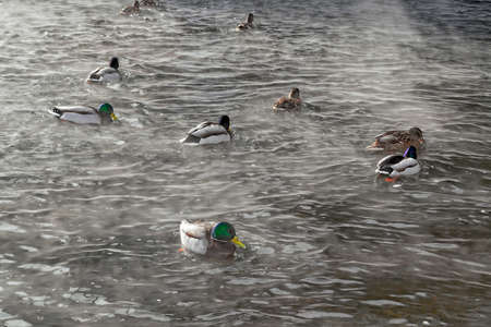 A flock of wild ducks swims in the riverの写真素材