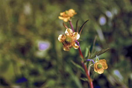 Yellow meadow flower on a blurred backgroundの写真素材