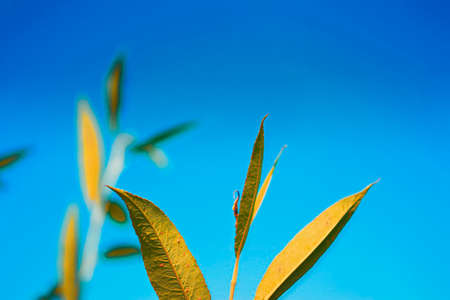 green leaves against blue skyの写真素材