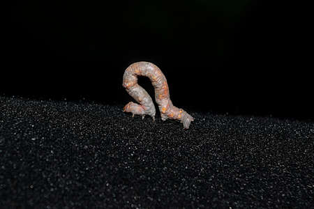 Lycia hirtaria caterpillar of silkworm in close upの写真素材