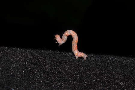 Lycia hirtaria caterpillar of silkworm in close up