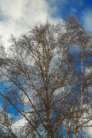 Walking in the early spring along the city street.の写真素材