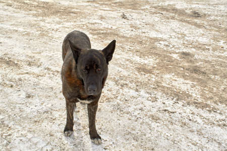 Large homeless dog on the street in winterの写真素材