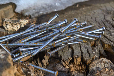 Nails on the old stump close-up