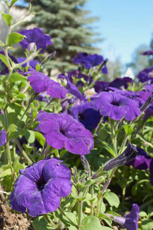 Beautiful flowers of violets on a flowerbed in summer close-upの写真素材