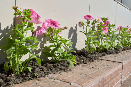 Beautiful flowers of violets on a flowerbed in summer close-upの写真素材