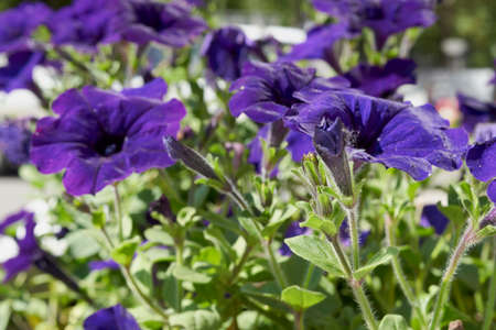 Beautiful flowers of violets on a flowerbed in summer close-up