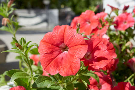 Beautiful flowers of violets on a flowerbed in summer close-upの写真素材