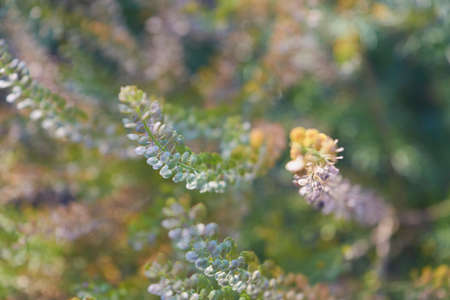 Stem of a plant on a blurred background lose-upの写真素材