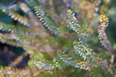 Stem of a plant on a blurred background lose-up