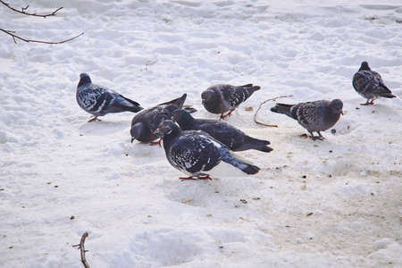 Flock of pigeons on the city street . Pigeons on snow in the winter.の写真素材