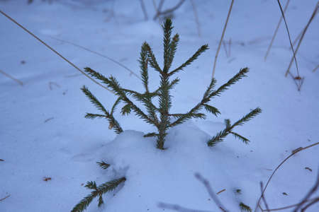 Winter landscape in a snow-covered coniferous forest