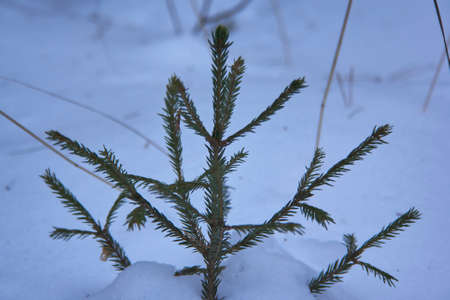 Winter landscape in a snow-covered coniferous forestの写真素材