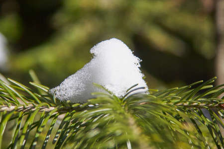Branch of the Christmas fir-tree with the snow in the winter woodの写真素材