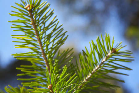 Branch of fir-treeの写真素材