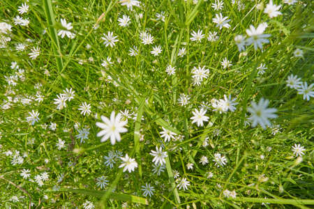 White wildflowers Stellaria media in the mountains close-upの写真素材
