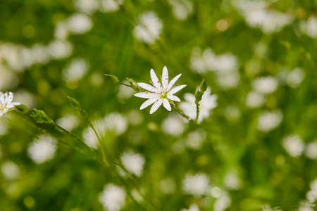 White wildflowers Stellaria media in the mountains close-upの写真素材